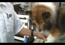 Groomer Gregg Dog Grooming and Pet Wellness Tips